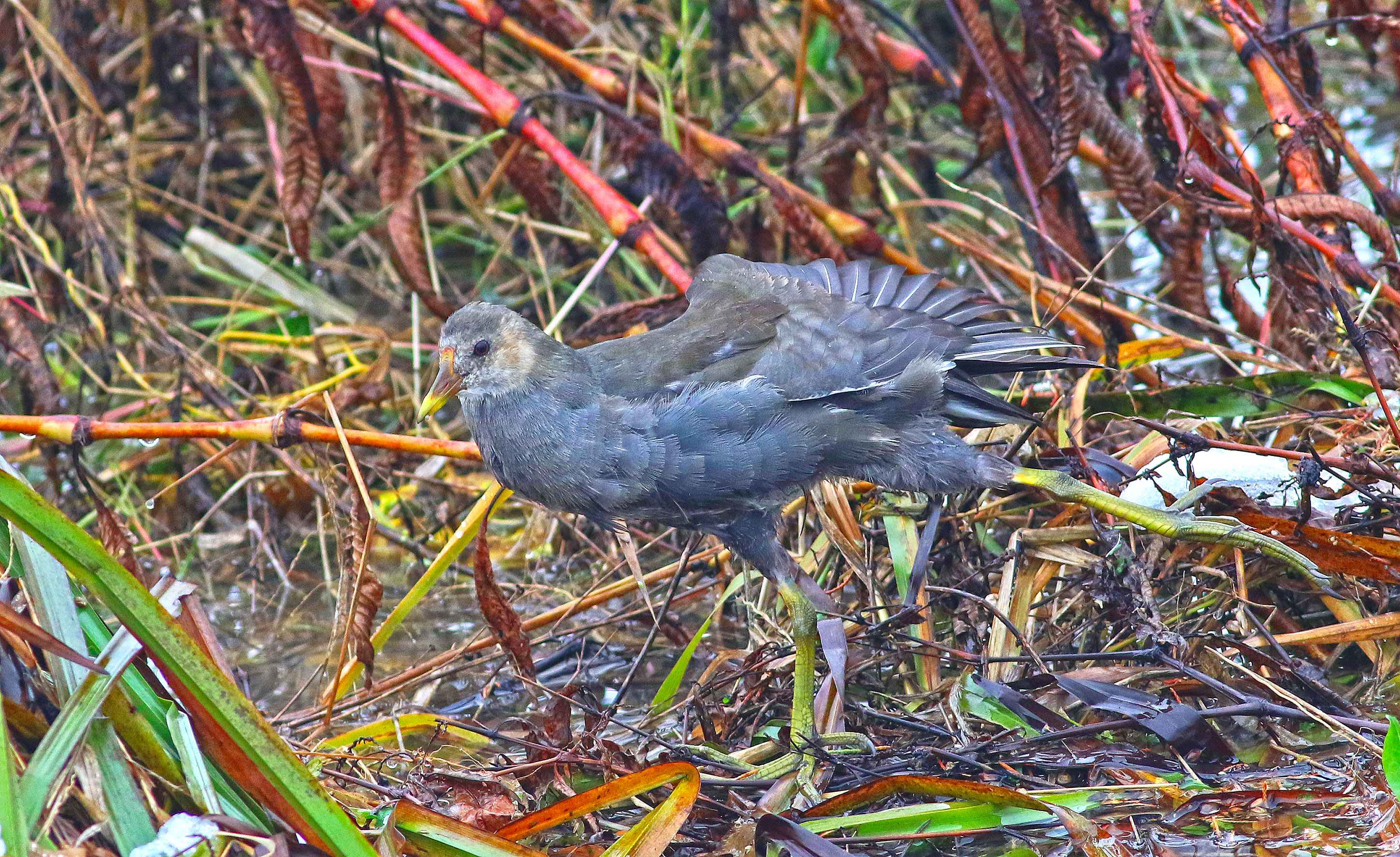 Eurasian Moorhen